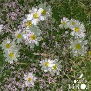 Groj - Ovals EP download free