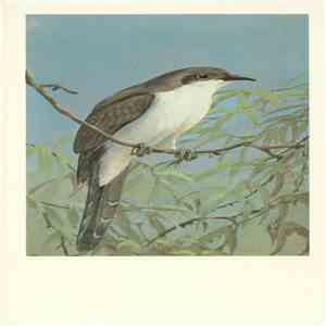 No Artist - Black-Billed Cuckoo download free