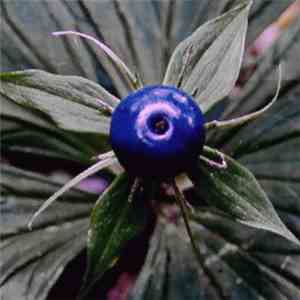 Poo - Paris Quadrifolia download free